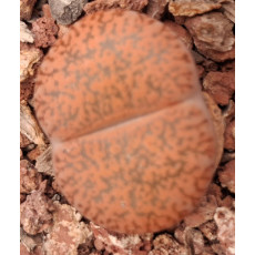 Fred's Redhorn - Seed